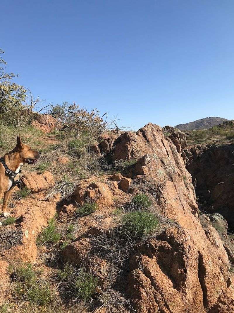 What to Pack and How to Prepare for Dog Run Hollow