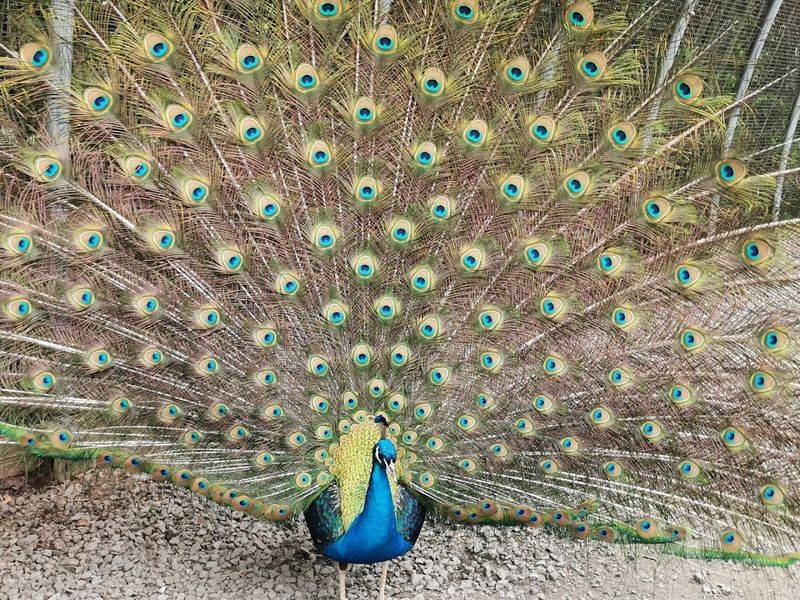 The Butterfly House That Turns a Short Walk Into Pure Magic