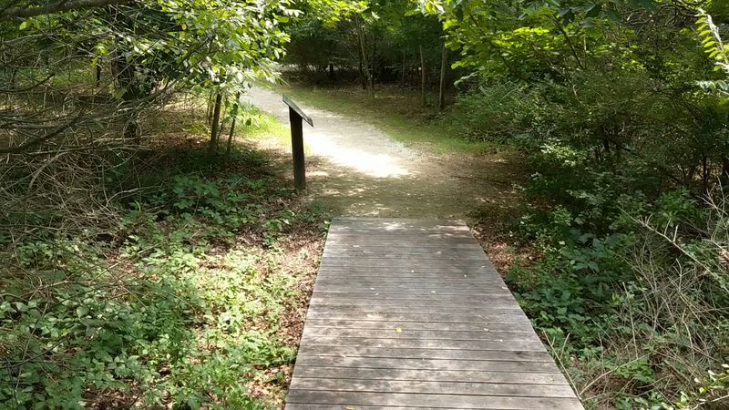 Warblers Along the Forest Edge in Spring