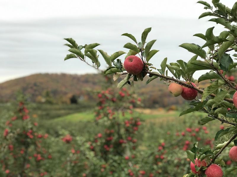 More Than Twenty Apple Varieties Worth Getting Excited About