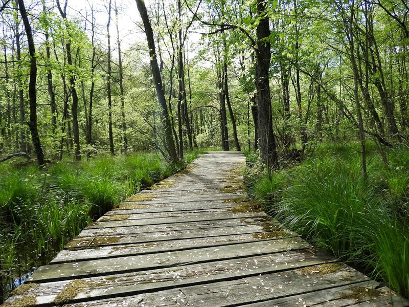 950 Acres of Pure New Jersey Wilderness