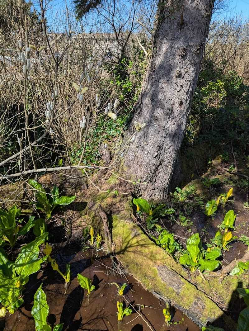 The Wetland Ecosystem Beneath Your Feet