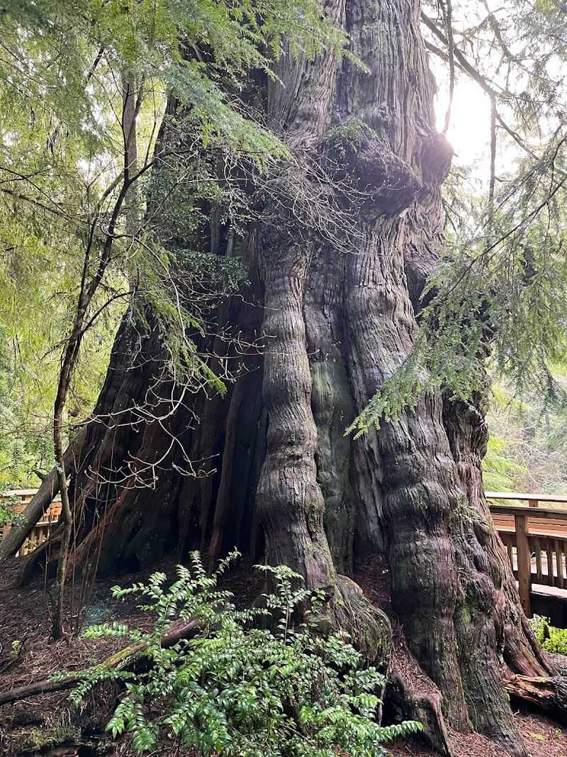The Giant Cedar at the End of the Trail