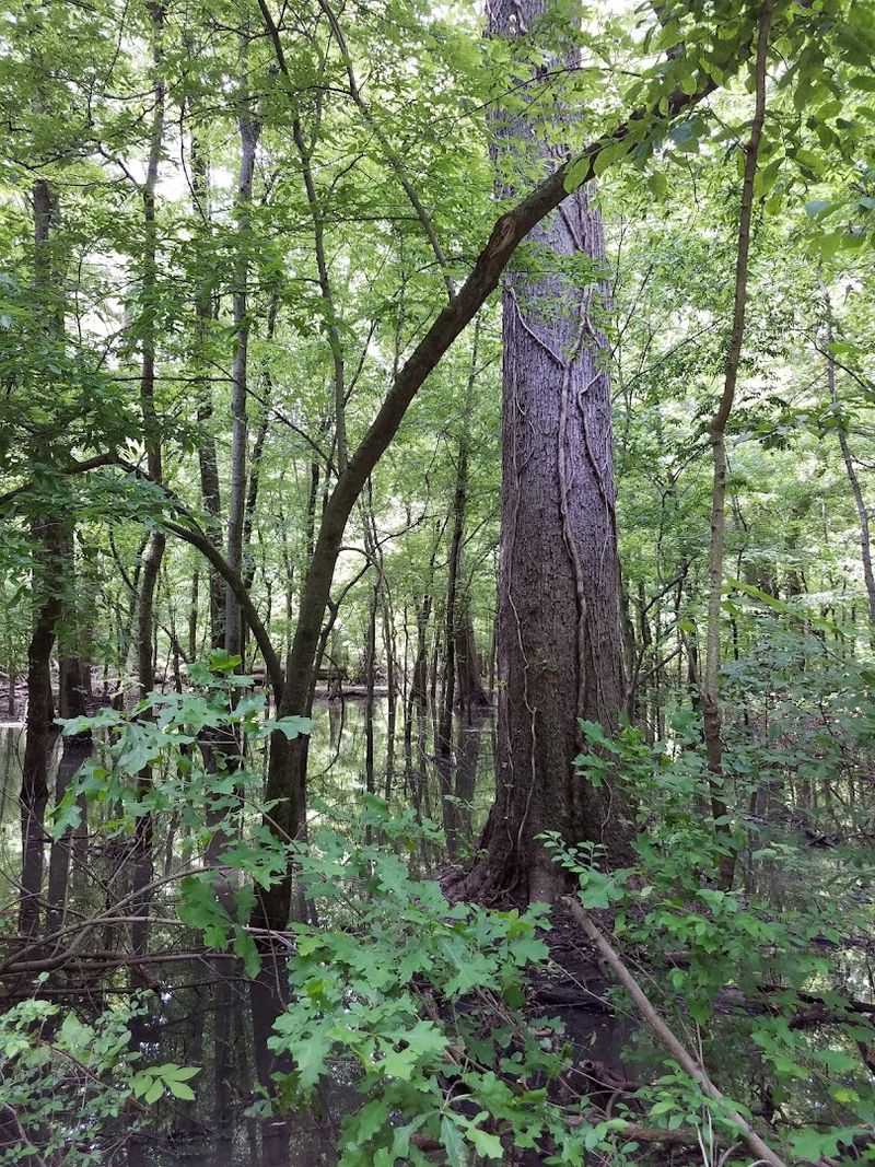 Cypress Trees and Their Strange, Beautiful Knees