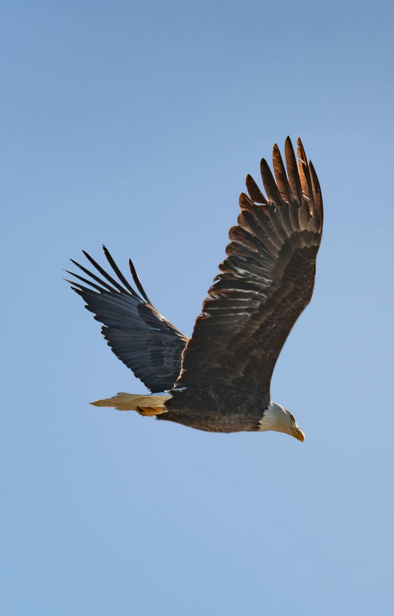 Bald Eagles Soaring Over the Wetlands