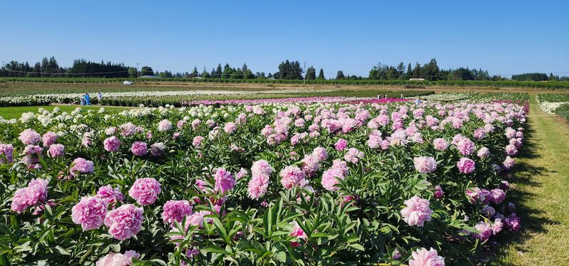 Peak Bloom Season: Late May Through Early June