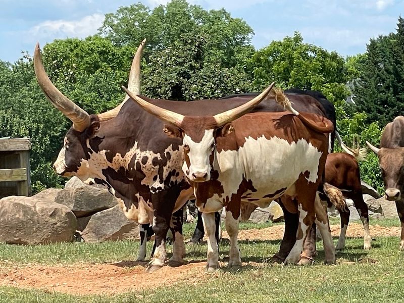 Owls, Bison, and the Wild Roster That Keeps Growing