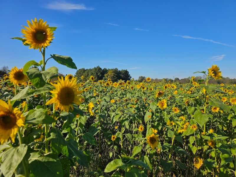Sunflowers and Scenic Photo Opportunities Everywhere You Look