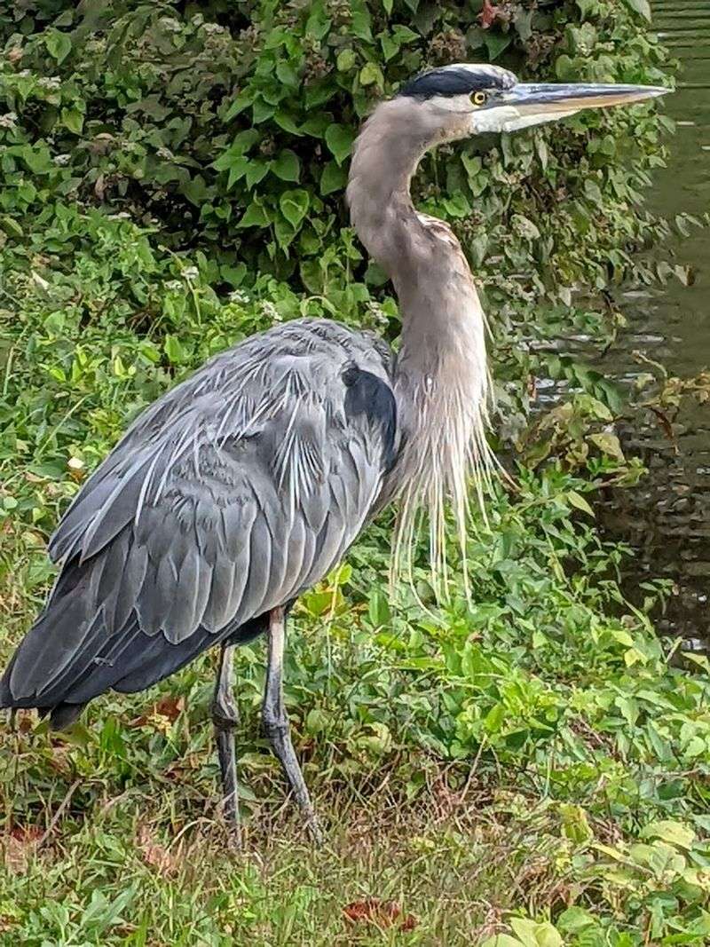 Birdwatching and Wildlife Along the Canal Edge
