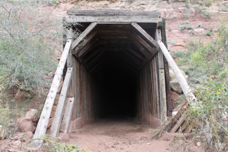 The Mexican Free-Tailed Bat Colony