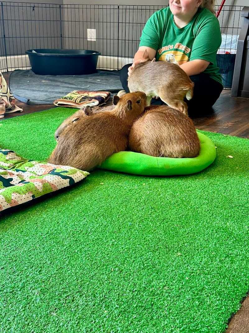 Capybara and Friends: The Full One-Hour Experience