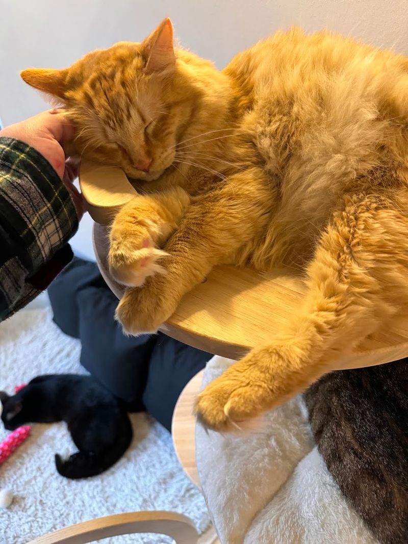 Toys Pillows And Wheat Grass For Every Kitty