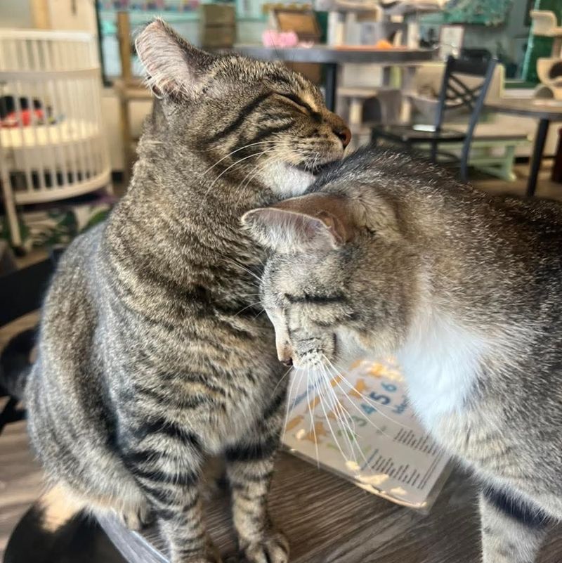 Rescue Cats With Real Personalities