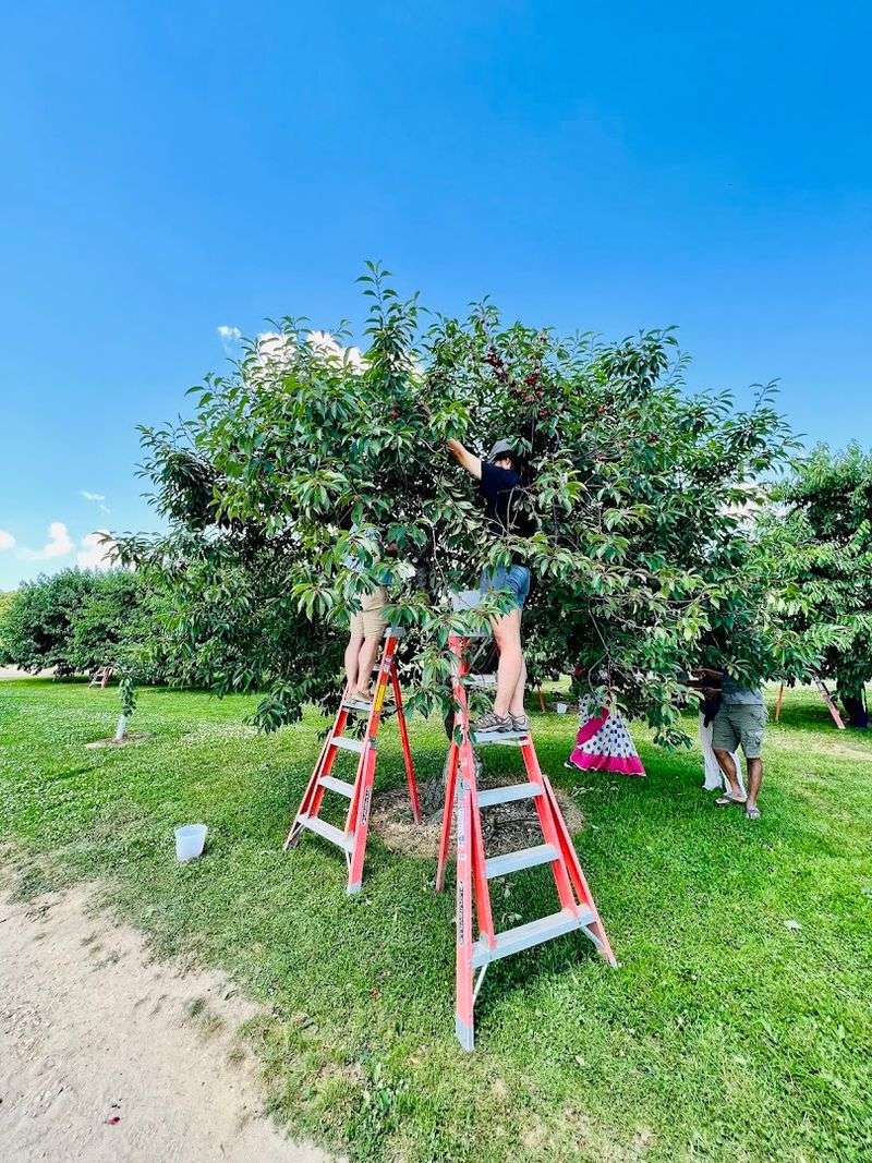 Apple Picking Season: A Fall Tradition Worth the Drive