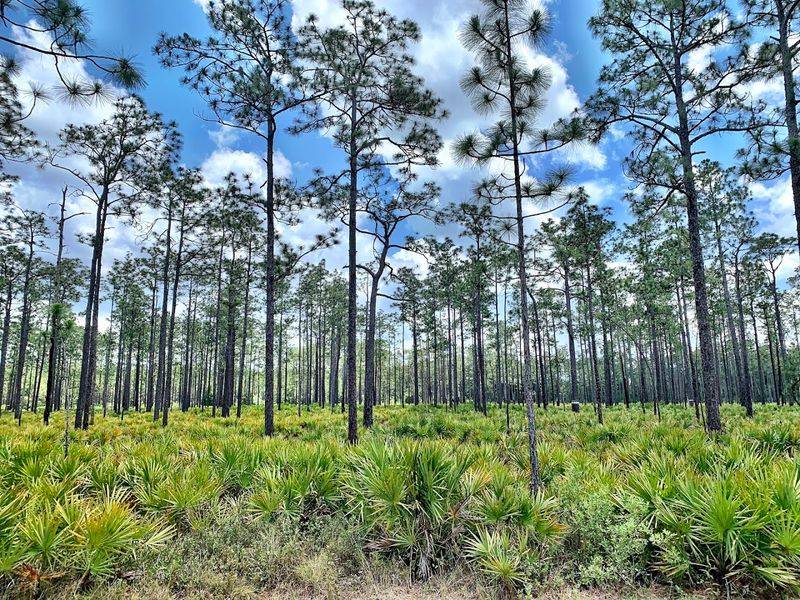 Peat, Carbon, and Climate: The Bigger Picture