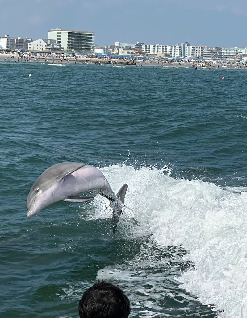 Dolphins So Close You Can Almost Reach Out and Touch Them