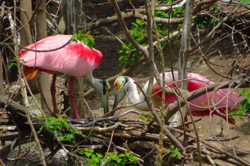 Roseate Spoonbills: The Pink Celebrities of the Sanctuary