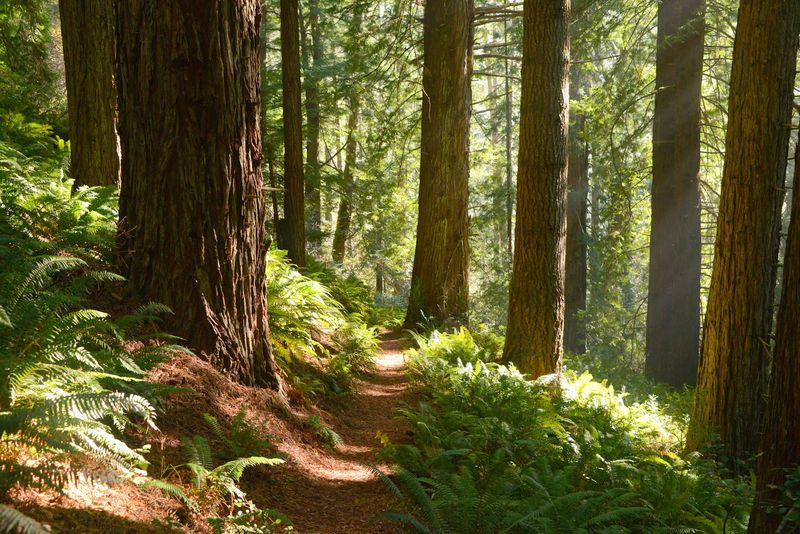 Quiet Trails That Let You Hear The Coast