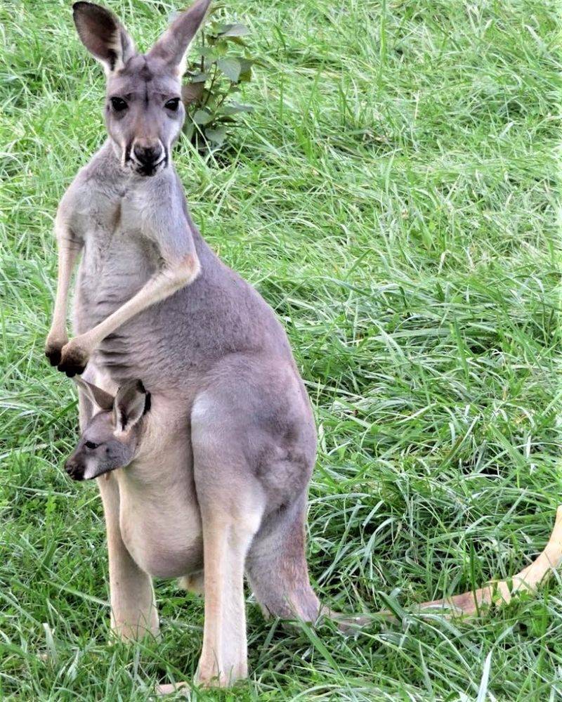 Kangaroos Up Close and a Joey Encounter You Will Never Forget