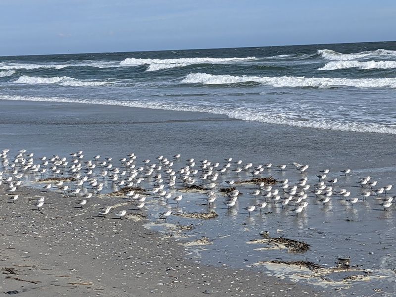 Birdwatching Heaven on the Jersey Shore