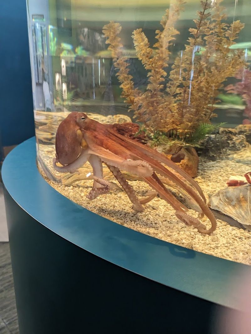 The Aquarium Exhibits Inside