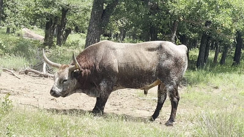 Longhorn Trail Brings Wildlife Face to Face With Hikers