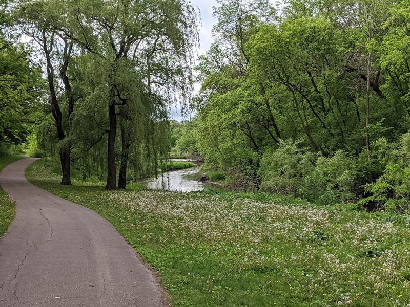 The Lady Slipper Orchid: Minnesota's Rarest and Most Stunning Wildflower