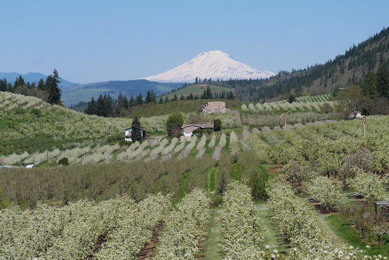 The Fruit Loop: Orchards That Predate the Tourism Boom