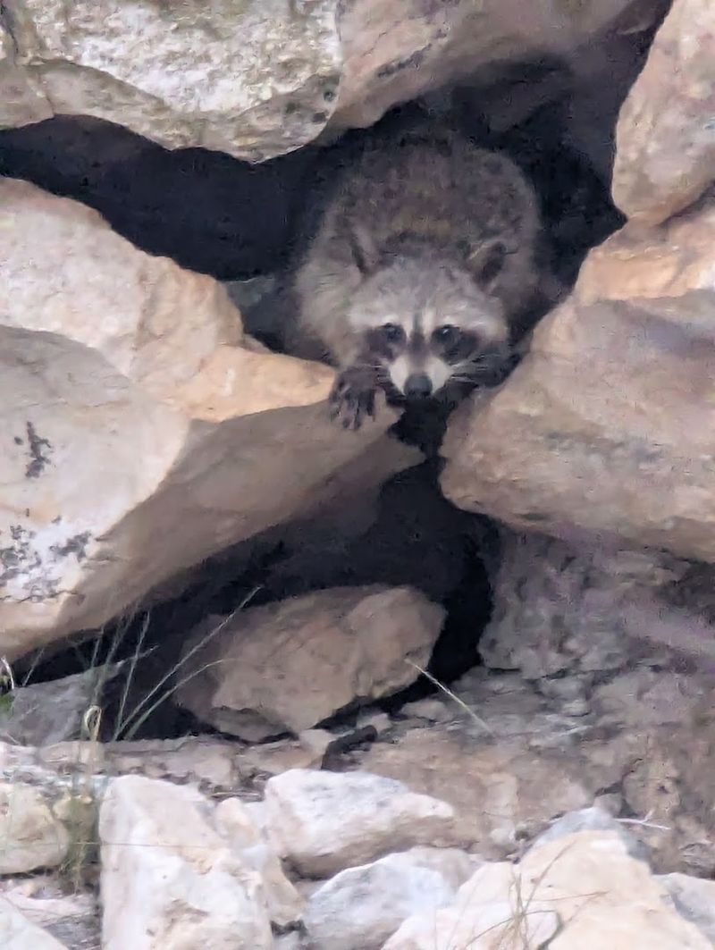 The Wildlife Beyond the Birds