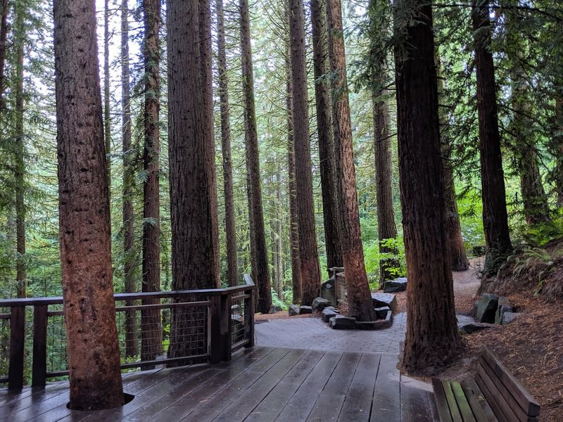 The Redwood Observation Deck Hidden in the Grove