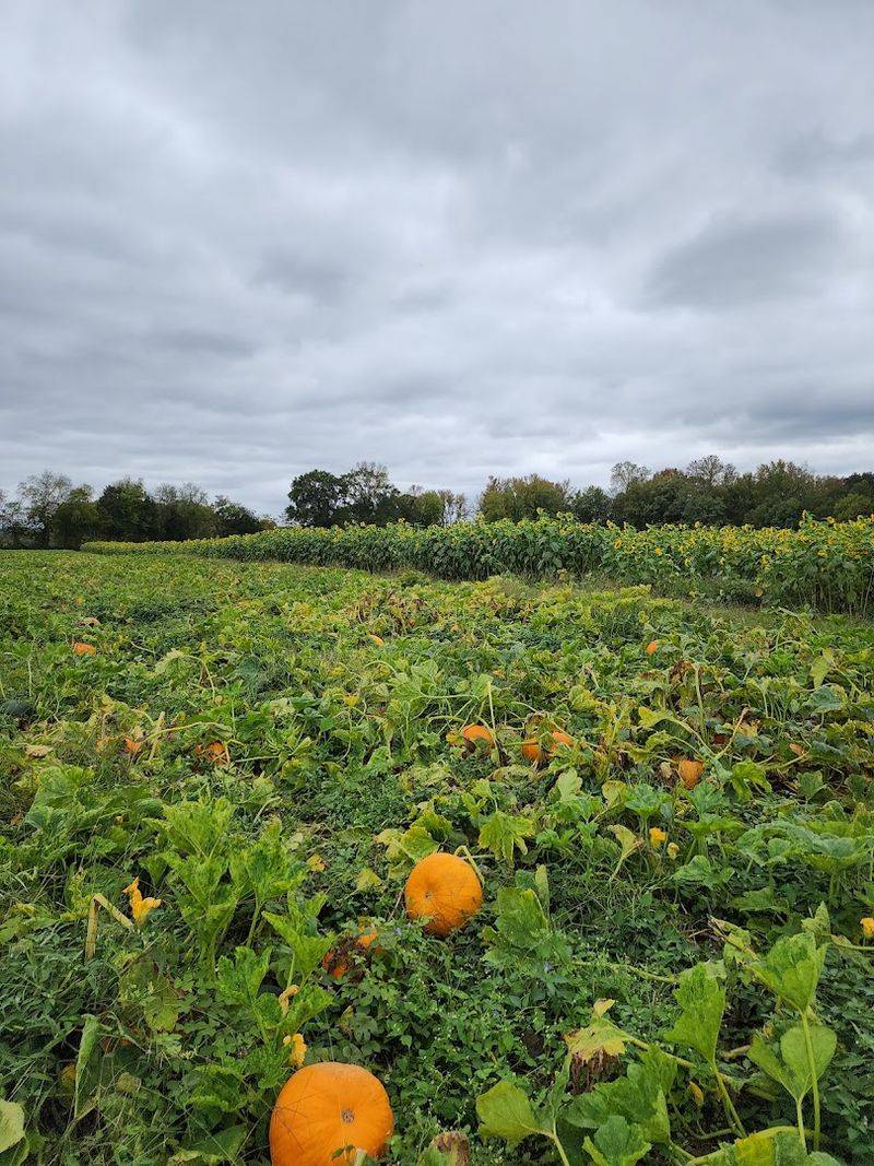 Pumpkin Picking at Its Absolute Peak