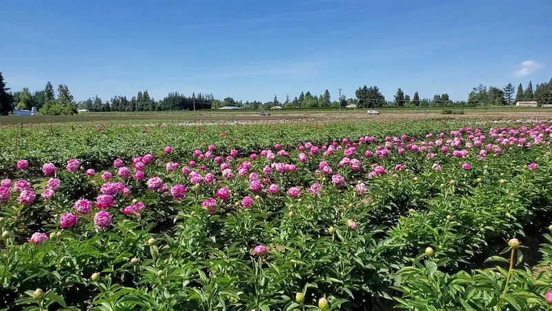 Planning Your Visit to Adelman Peony Gardens