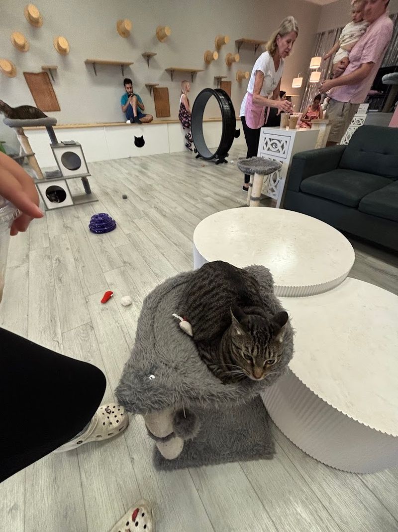 Over 2,000 Square Feet Of Open Cat Lounge Space