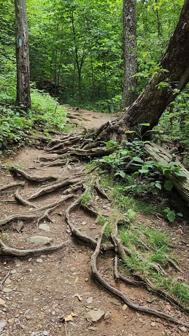 The Trail Down: A Steep Descent Worth Every Step