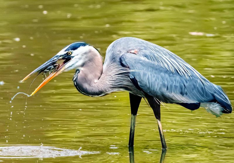 Birding at Its Best in the Houston Region