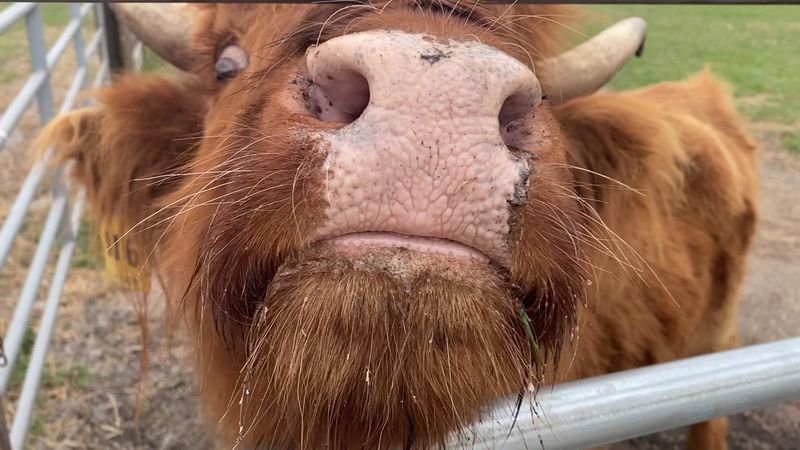 Meeting The Herd Up Close