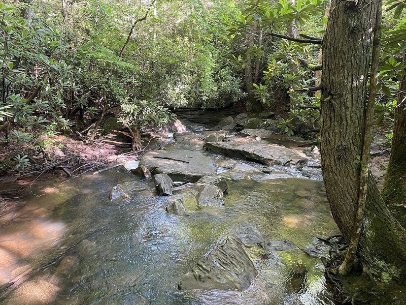 Crossing Fern Creek: A Small Moment Worth Savoring