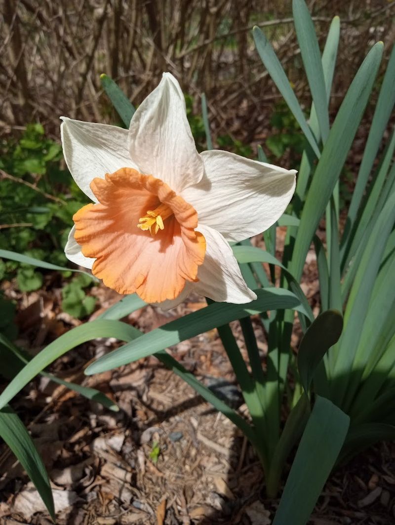 Native Plants That Hum With Seasonal Energy