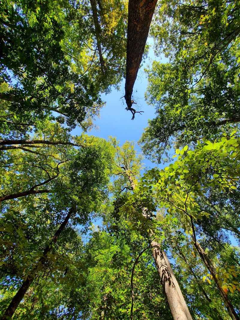 The Old-Growth Forest That Makes You Feel Tiny in the Best Way