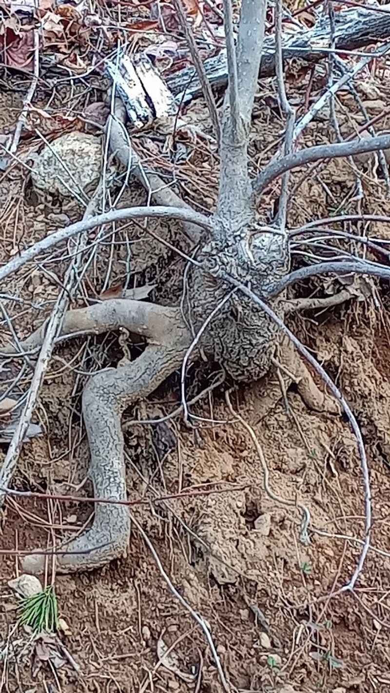 Elevations Reaching Past 1,700 Feet Above the Valley Floor