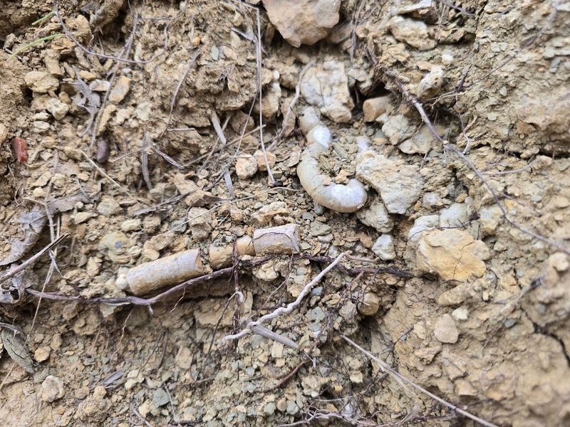 What to Do With Your Fossils After You Get Home