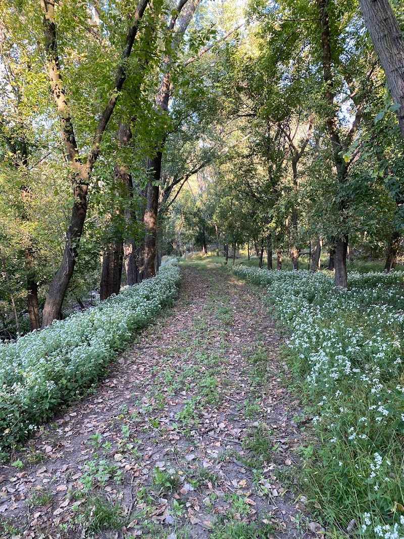 From Industrial Site to Nature Sanctuary: A Comeback Story