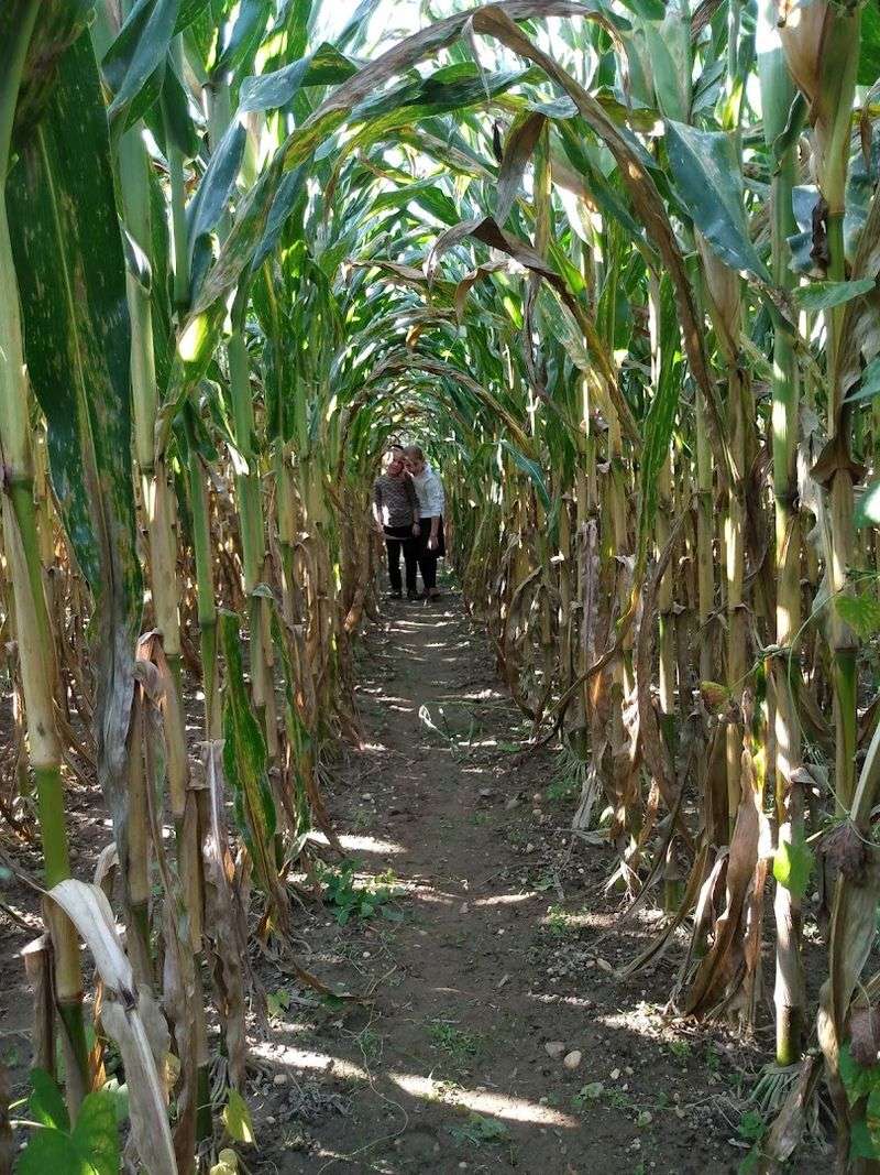 The Corn That Keeps People Coming Back