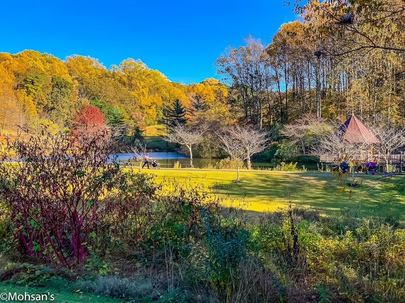 Wednesday Dog Stroll Day: Your Furry Friend is Welcome Here