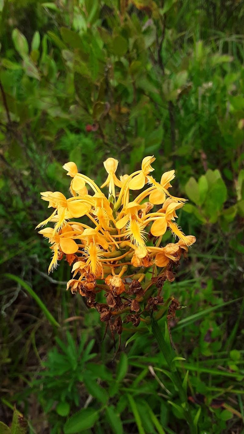 Rare Plants That Grow Nowhere Else in the Region