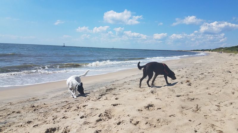 A Dog-Friendly Shore Unlike Any Other