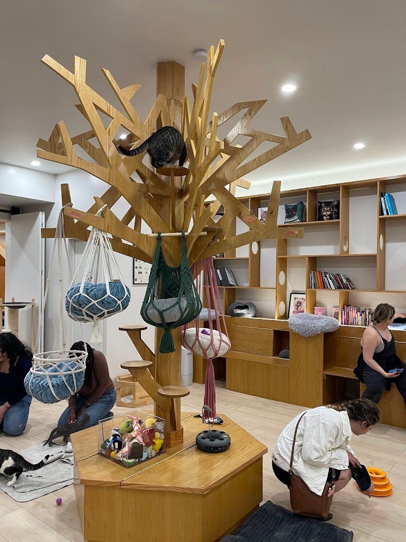 New York City's Very First Cat Cafe