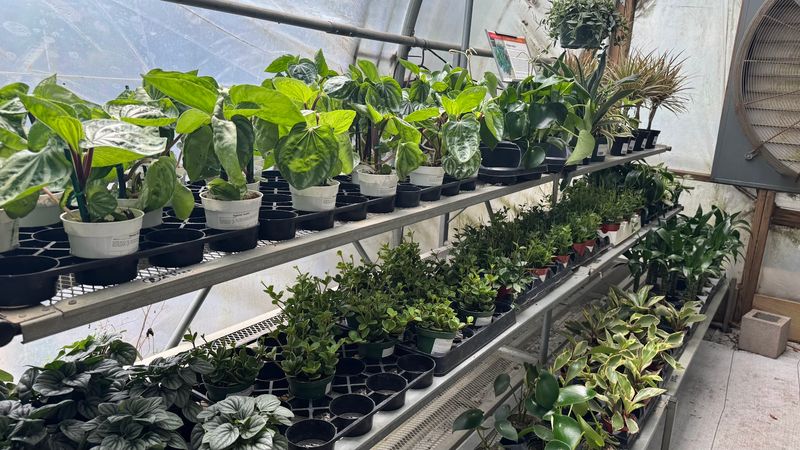 Texas Native Plants That Actually Belong Here