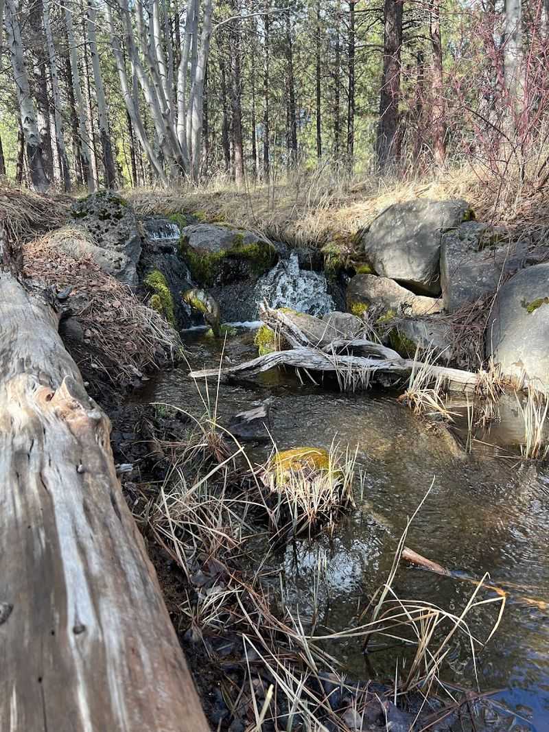 Outdoor Walking Trails Through Ponderosa Pines