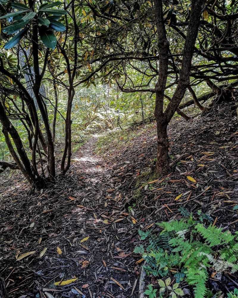 Rhododendron Season Turns the Whole Forest Pink